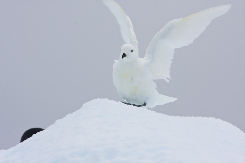 Snow Petrel On Iceberg